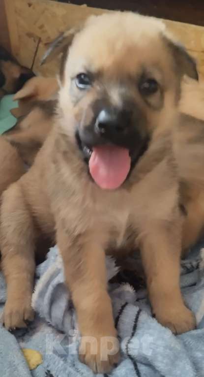 Собаки в Воронеже: Представляютса вам. Отличные щенки ! Аляскинский маламут . мальчики и девочки . по цене 5000. Р. Мальчик, 5 000 руб. - фото 2