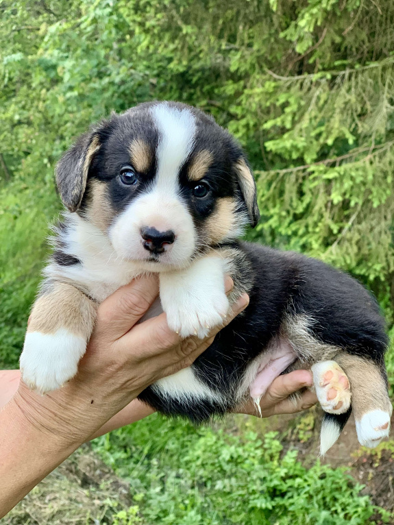 Собаки в Москве: Красивый триколорный мальчик с рыжими отметинами Мальчик, 50 000 руб. - фото 2