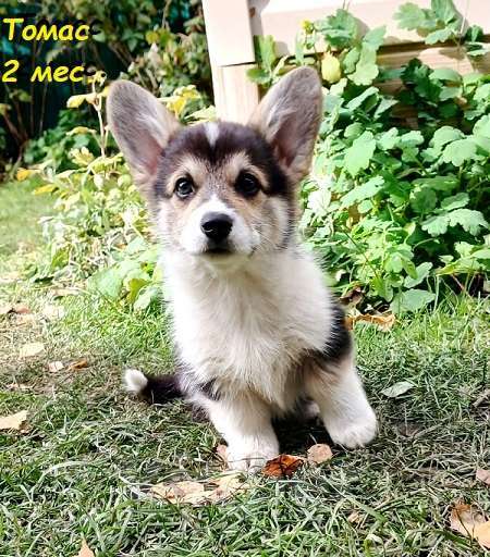 Собаки в Екатеринбурге: Толстопопый милаш Вельш-корги Пемброк Томас Мальчик, 55 000 руб. - фото 5