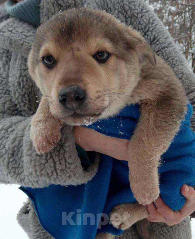 Собаки в Москве: в добрые руки Мальчик, Бесплатно - фото 4