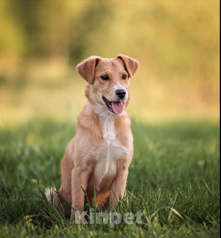 Собаки в других городах Московской области: Щенок в добрые руки Мальчик, Бесплатно - фото 2