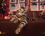 Кошки в Москве: Бенгальский котенок. Мальчик Мальчик, 55 000 руб. - фото 4