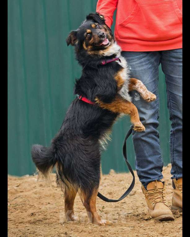 Собаки в других городах Московской области: Юная небольшая Марли ищет дом Девочка, Бесплатно - фото 8