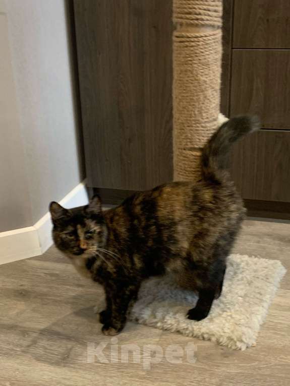 Кошки в Санкт-Петербурге: Марфуша Девочка, Бесплатно - фото 6