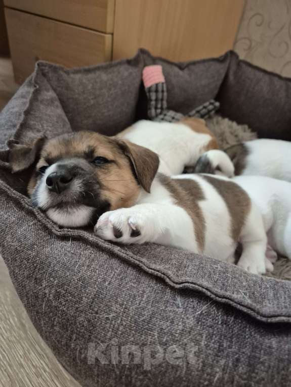 Собаки в Архангельске: Джек -Рассел -Терьер Мальчик, Бесплатно - фото 4