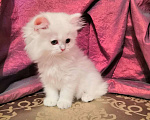 Кошки в Москве: Котята Британской серебристой Шиншиллы Мальчик, Бесплатно - фото 4