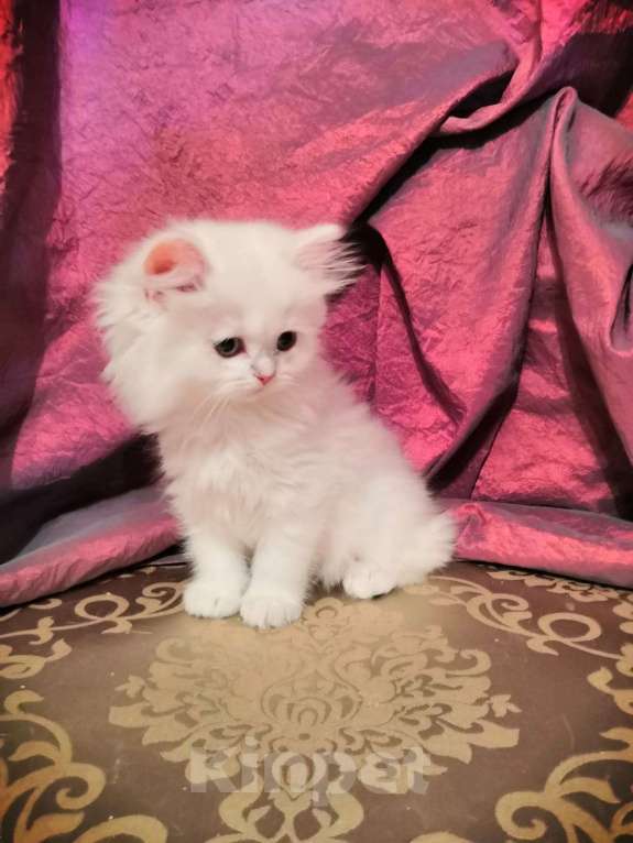 Кошки в Москве: Котята Британской серебристой Шиншиллы Мальчик, Бесплатно - фото 4