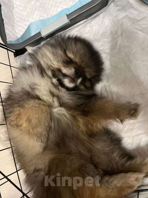 Собаки в Казани: Продаю мини девочку шпиц Девочка, 30 000 руб. - фото 1