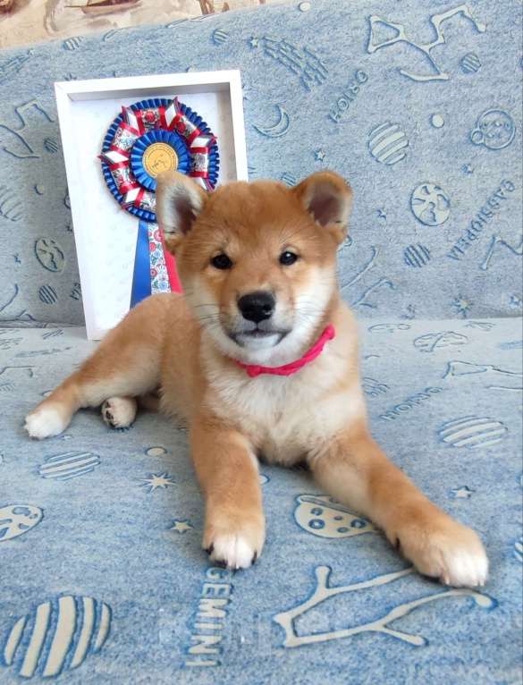 Собаки в Стерлитамаке: Щенок сиба-ину Девочка, 40 000 руб. - фото 1