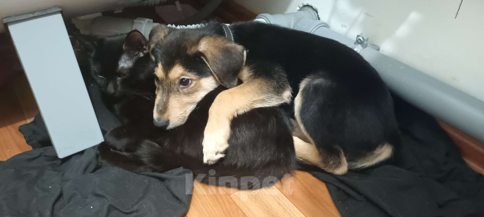 Собаки в Санкт-Петербурге: СРОЧНО отдаём щенка  Девочка, Бесплатно - фото 4