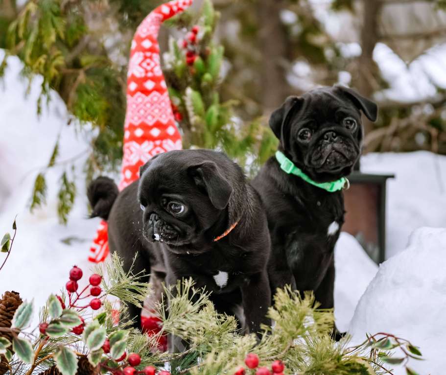 Собаки в Новосибирске: Мопс Софа Мармеладова Девочка, 60 000 руб. - фото 9