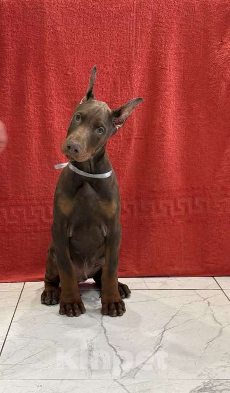 Собаки в Казани: Щенки добермана Мальчик, 60 000 руб. - фото 2