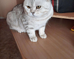 Кошки в Оленегорске: Кот шотландский на вязку, 2 000 руб. - фото 4