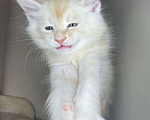 Кошки в Москве: Продается котенок мейн-кун  Мальчик, 35 000 руб. - фото 3