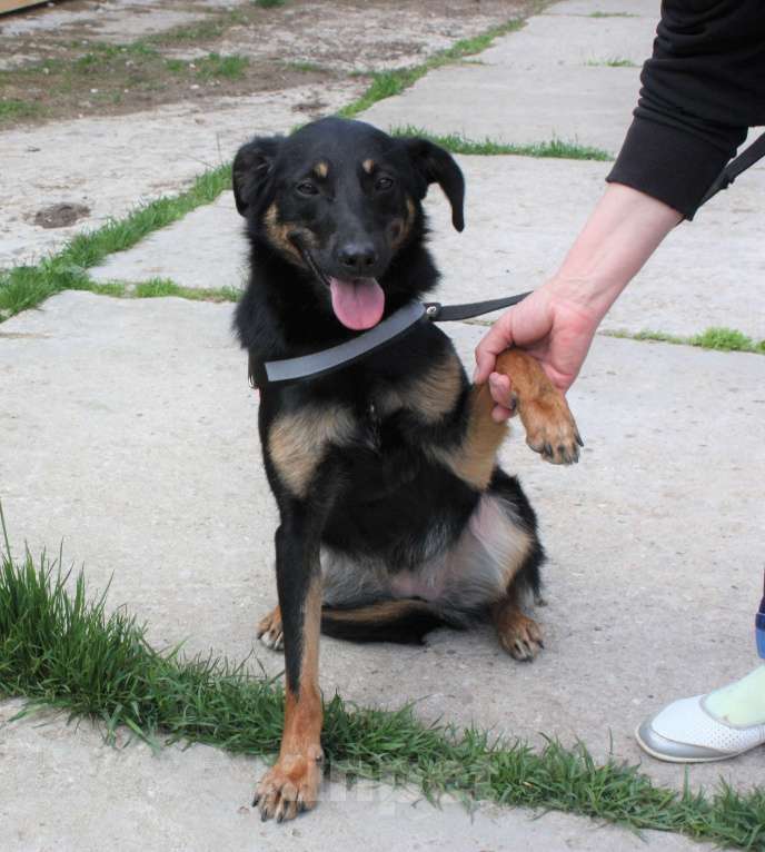 Собаки в Москве: Альма ищет свою любимую семью Девочка, 100 руб. - фото 3