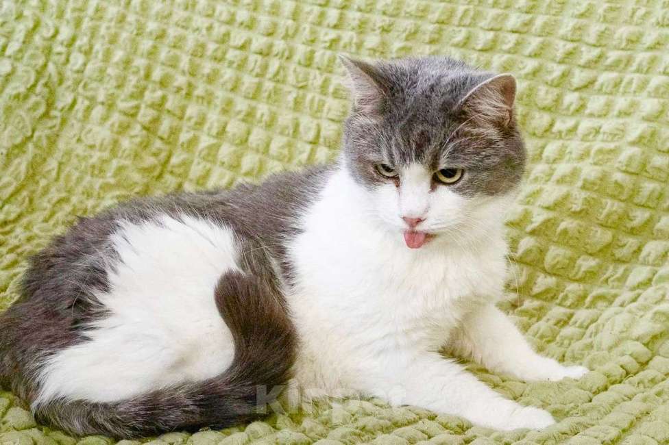 Кошки в Москве: Некрасивая кошка ищет дом и семью. В добрые руки Девочка, Бесплатно - фото 6