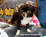 Собаки в Санкт-Петербурге: Чихуахуа Штэффи Шэдоу окрас шоколадный с белым Девочка, 50 000 руб. - фото 1