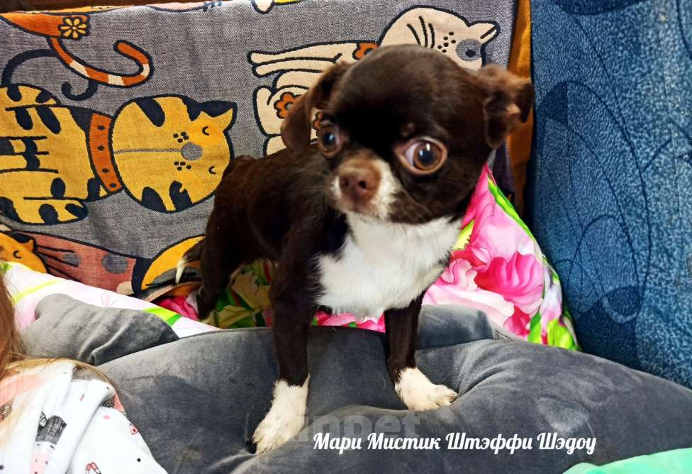 Собаки в Санкт-Петербурге: Чихуахуа Штэффи Шэдоу окрас шоколадный с белым Девочка, 50 000 руб. - фото 1