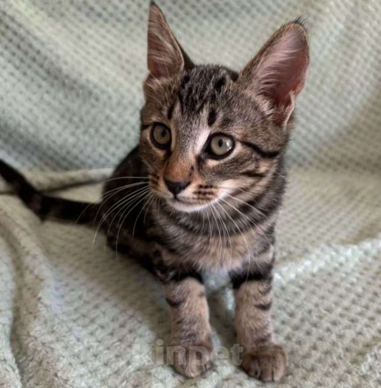 Кошки в Москве: Маленький котенок в добрые руки Мальчик, Бесплатно - фото 2