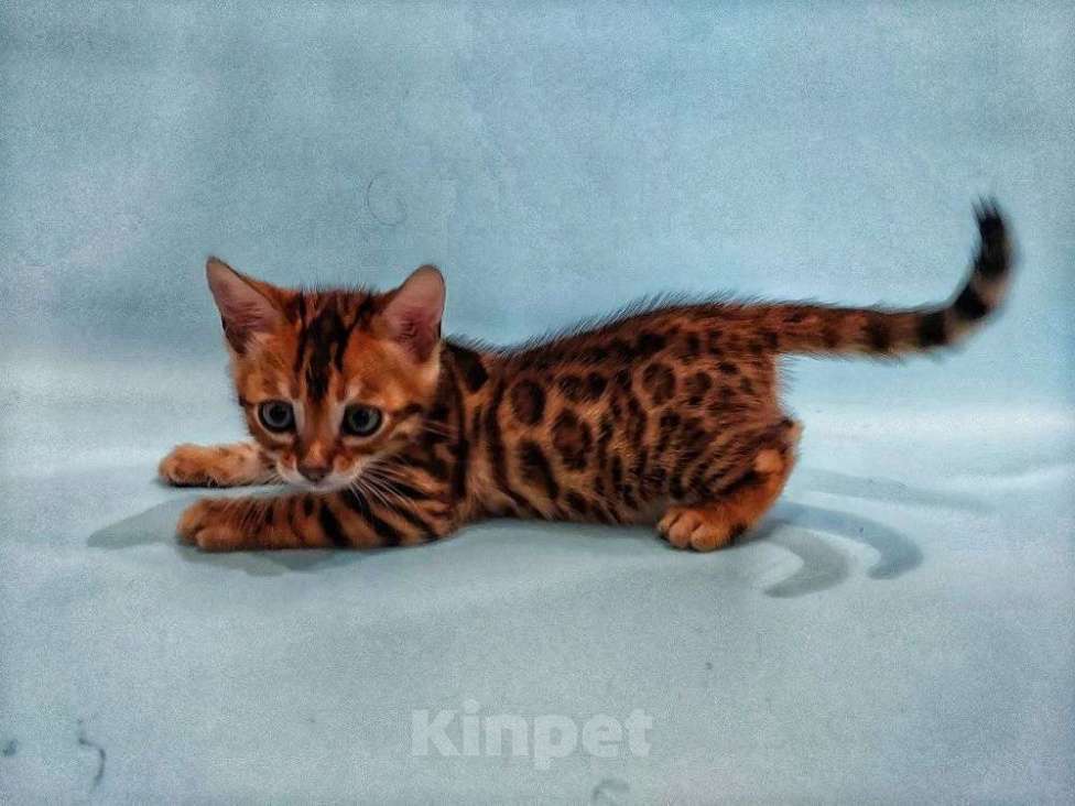 Кошки в Волгограде: Котенок бенгальской породы Мальчик, 40 000 руб. - фото 1