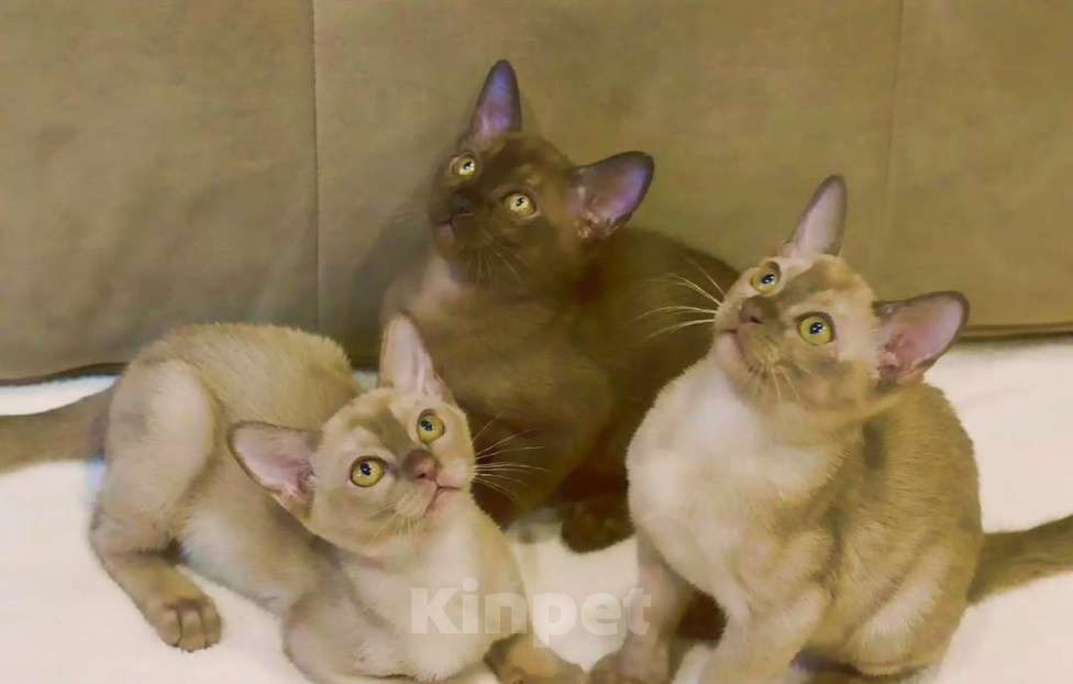 Кошки в Ковровом: Бурма Девочка, 50 000 руб. - фото 1