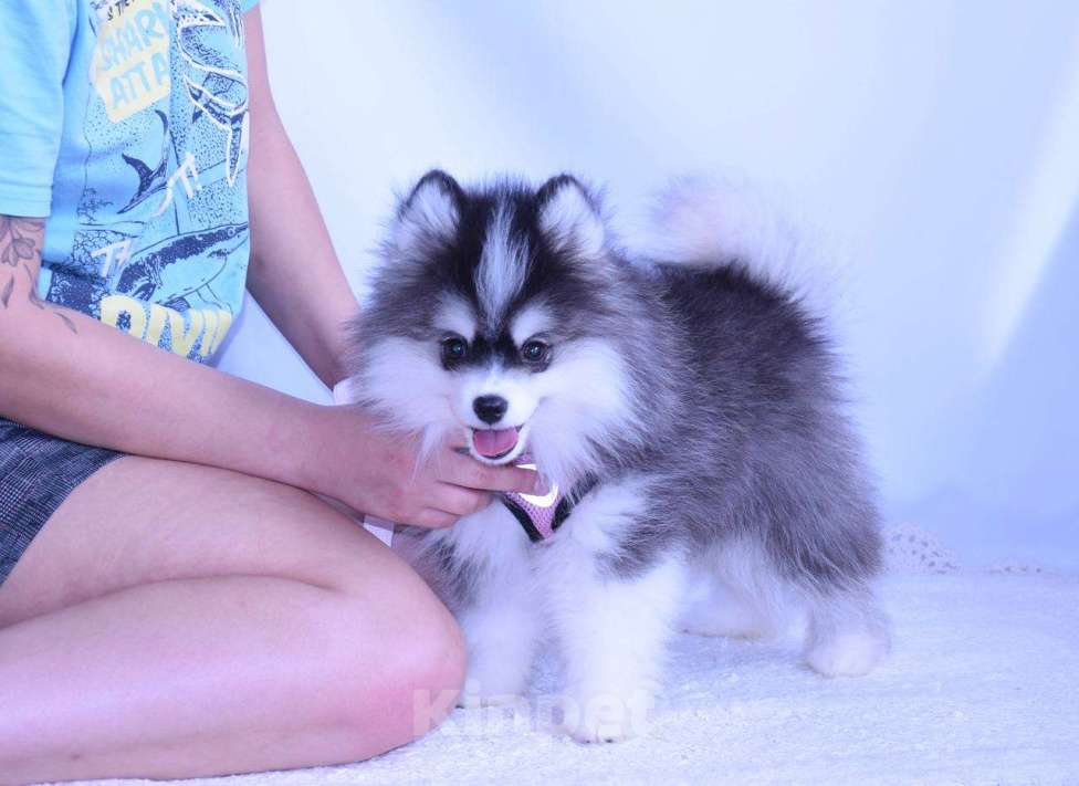 Собаки в Краснодаре: Самый маленький Помски Мальчик, 500 000 руб. - фото 9