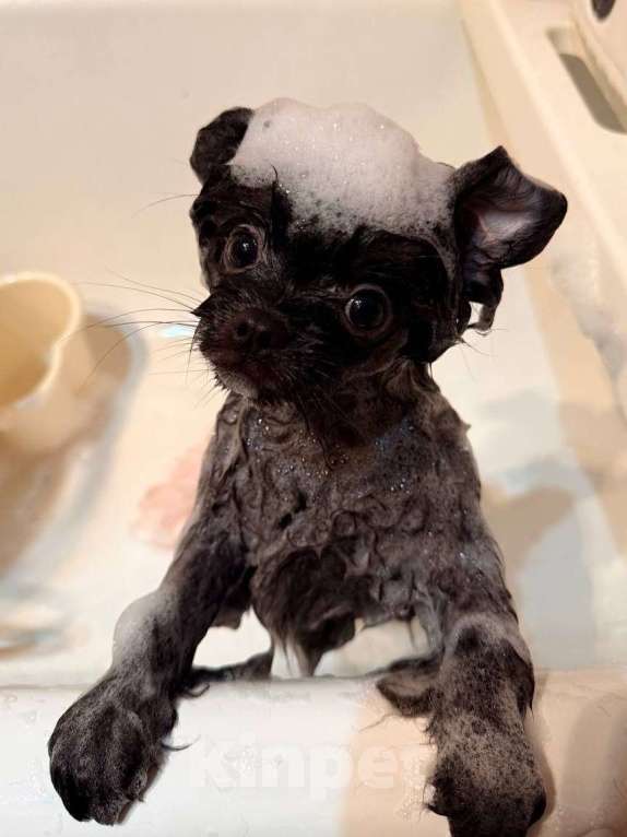 Собаки в Москве: Щенки померанский шпиц, кобель, черный Мальчик, 90 000 руб. - фото 7