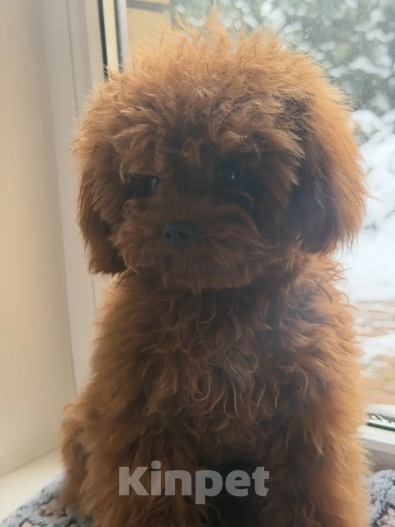 Собаки в Ейске: Тедди пудель девочка 10 месяцев , импорт Китай , невероятно красивая, густая шерсть Девочка, 280 000 руб. - фото 3