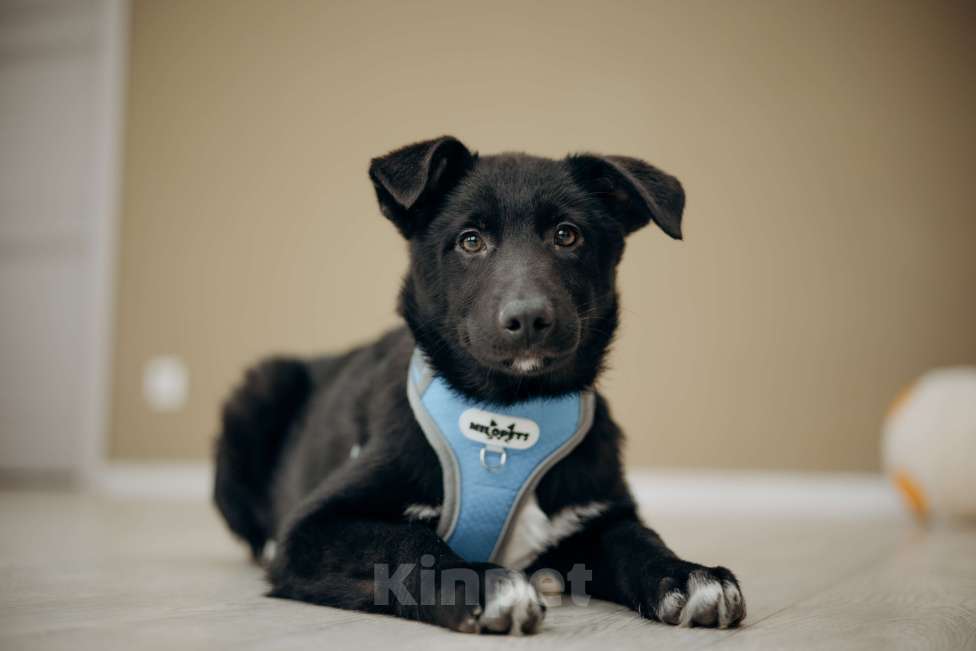 Собаки в Москве: Черный щенок в добрые руки бесплатно Мальчик, Бесплатно - фото 2