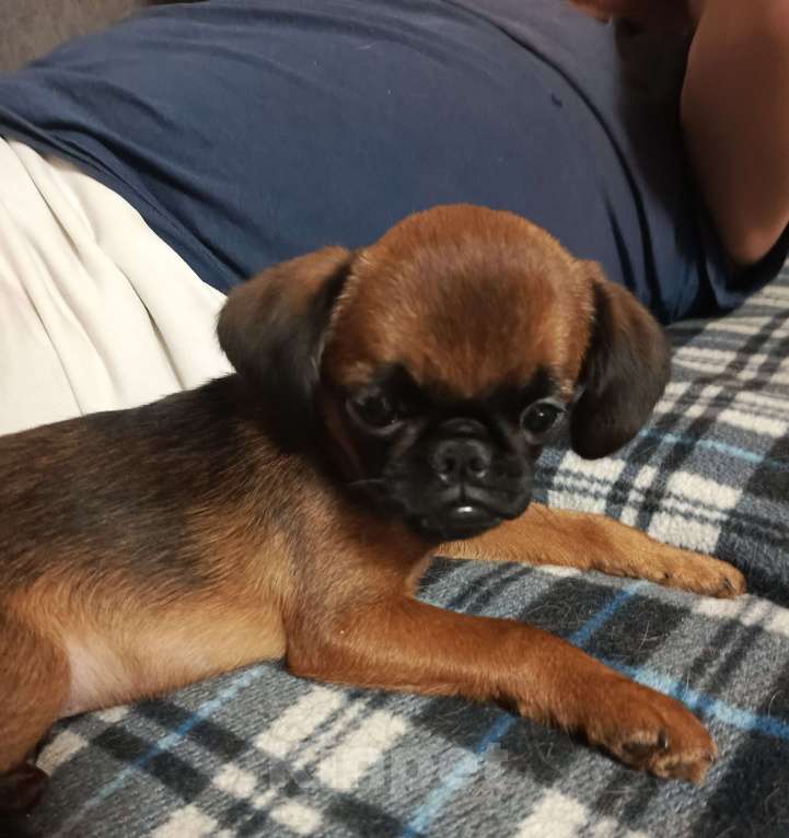 Собаки в Санкт-Петербурге: Продаю Мальчик, 35 000 руб. - фото 1