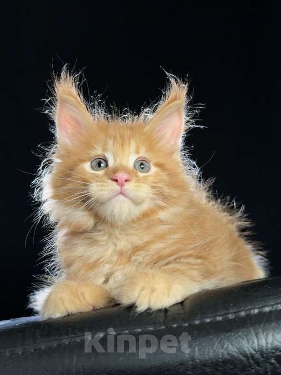 Кошки в Москве: Vendetta Ventura-House.com Девочка, 90 000 руб. - фото 3