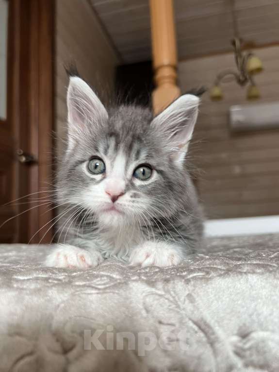 Кошки в других городах Московской области: Котенок мейн-кун девочка Девочка, 65 000 руб. - фото 1