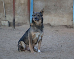 Собаки в Москве: Ирида Девочка, Бесплатно - фото 4