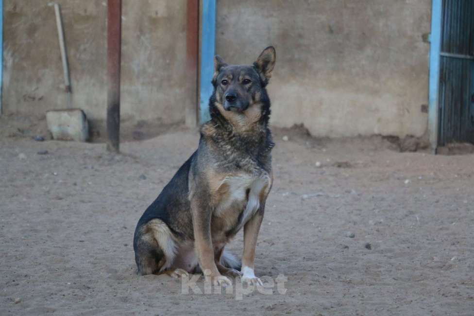 Собаки в Москве: Ирида Девочка, Бесплатно - фото 4