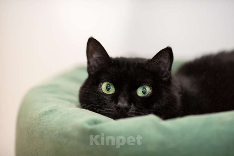 Кошки в Москве: Кошка Мисс Холодец в добрые руки Девочка, Бесплатно - фото 2