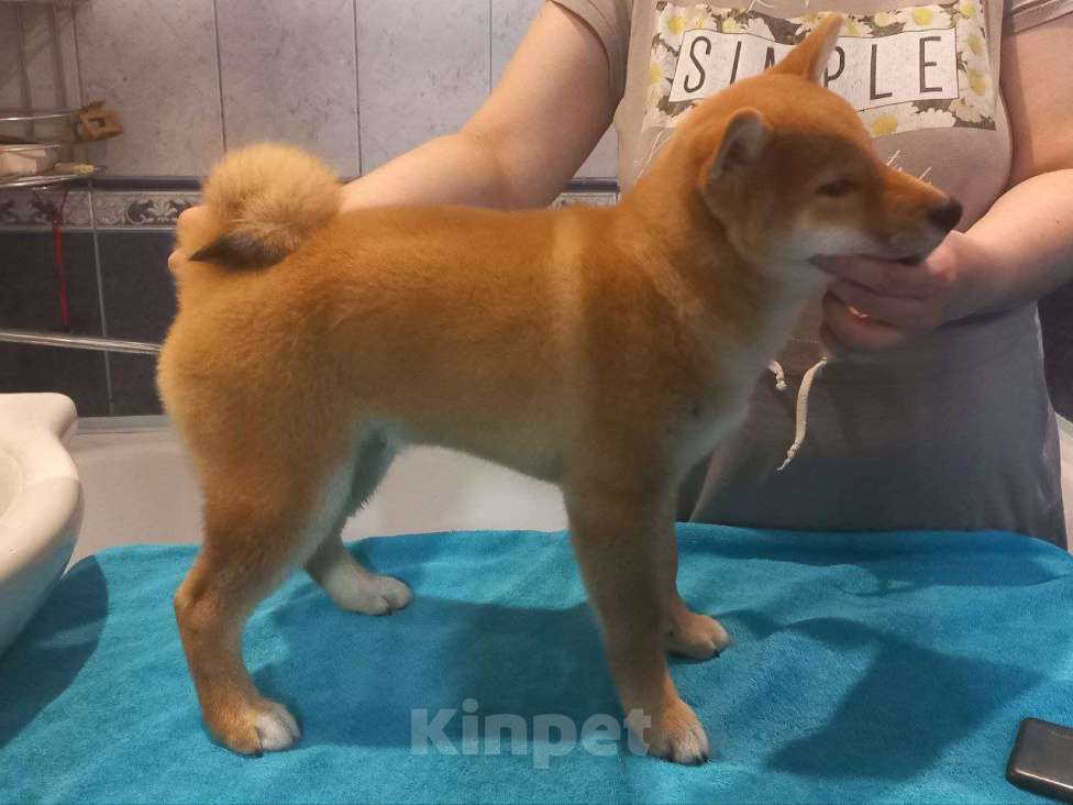 Собаки в Красноярске: Сиба-ину, щенок Мальчик, 50 000 руб. - фото 2