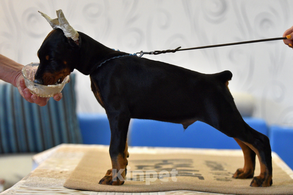 Собаки в Москве: Замечательный мальчишка Мальчик, 100 000 руб. - фото 4