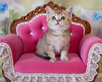 Кошки в Апрелевке: Шотландский котик Мальчик, 15 000 руб. - фото 3