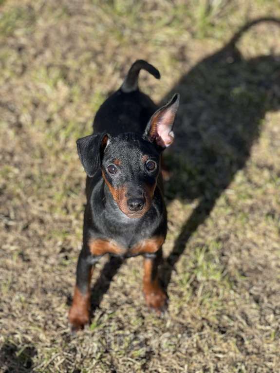 Собаки в Санкт-Петербурге: Цвергпинчер - девочка Девочка, 35 000 руб. - фото 2