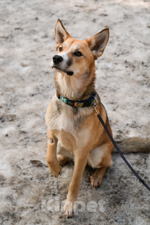 Собаки в Санкт-Петербурге: Собаки из приюта: нежный молодой Рей Мальчик, Бесплатно - фото 7