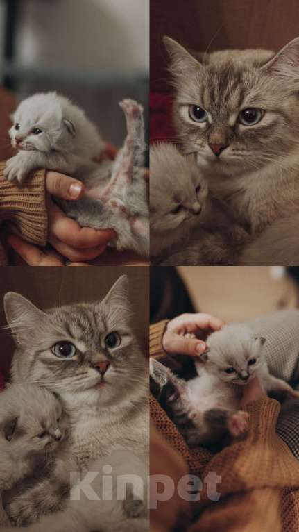 Кошки в Санкт-Петербурге: Невские маскарадный котята Мальчик, 27 000 руб. - фото 7