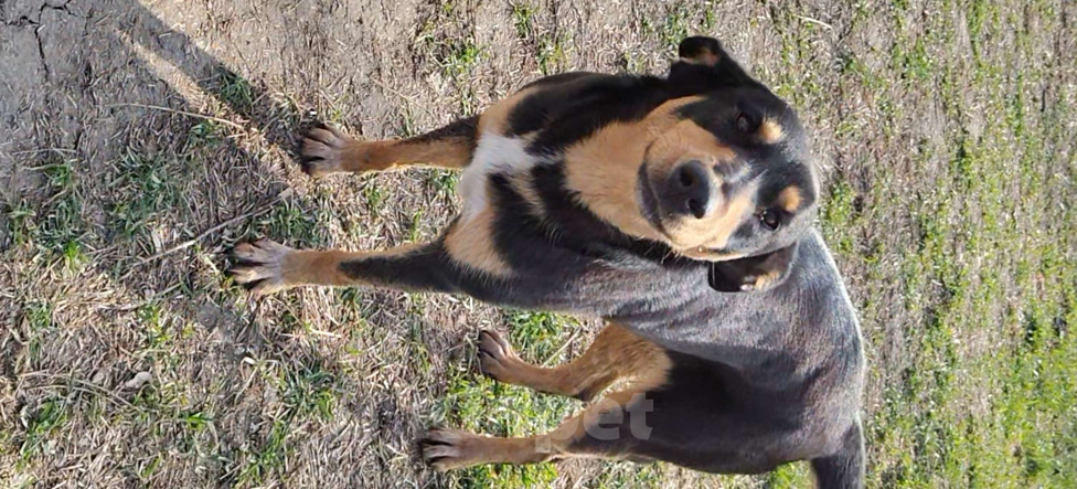 Собаки в Краснодаре: Отдадим в добрые руки Девочка, Бесплатно - фото 5