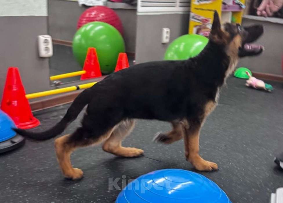 Собаки в Кемерово: Щенки немецкой овчарки Мальчик, Бесплатно - фото 3