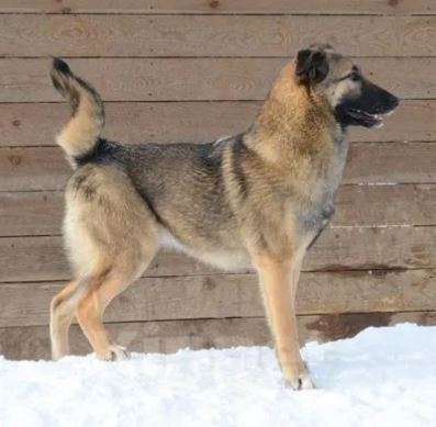 Собаки в Москве: Флора Девочка, Бесплатно - фото 2