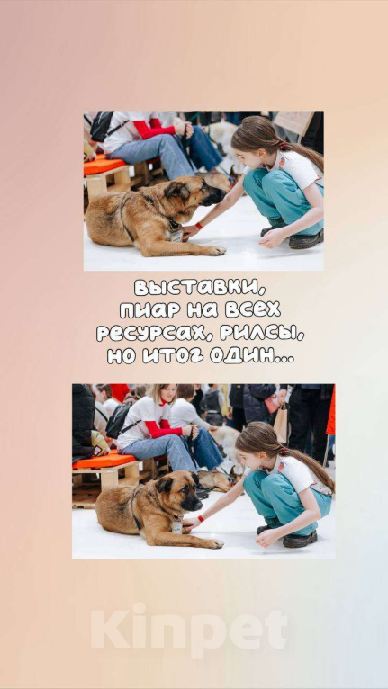 Собаки в Москве: Марти Мальчик, Бесплатно - фото 2