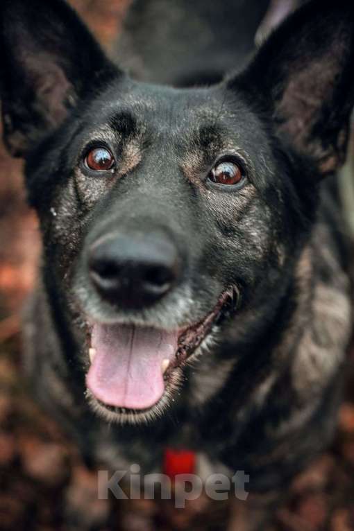 Собаки в Москве: Селена Девочка, Бесплатно - фото 2
