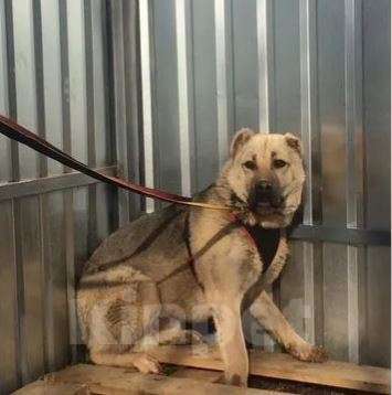 Собаки в Москве: Зор Мальчик, Бесплатно - фото 2