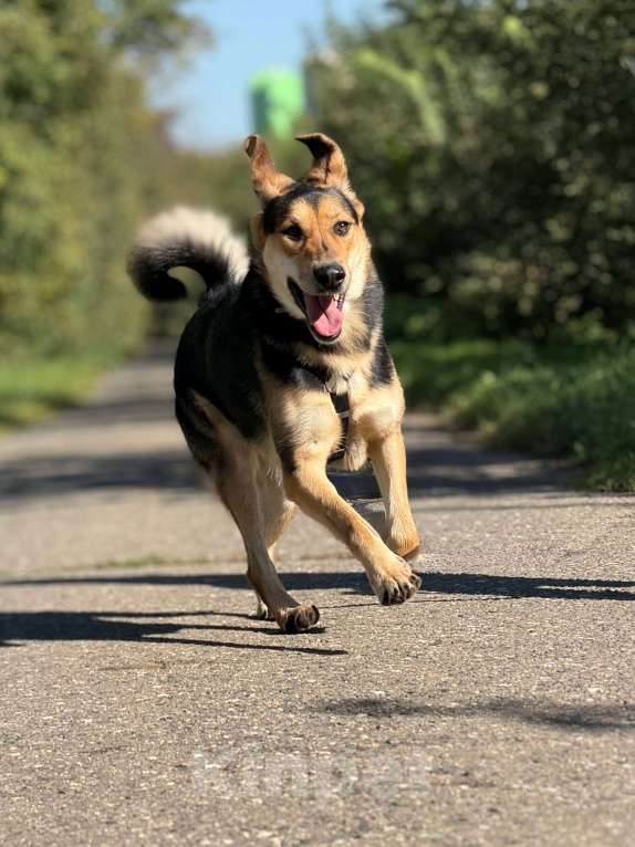 Собаки в Москве: Харди ушастый овчар Мальчик, Бесплатно - фото 9