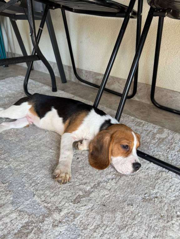 Собаки в Струнино: Бигль щенок  Мальчик, 40 000 руб. - фото 3