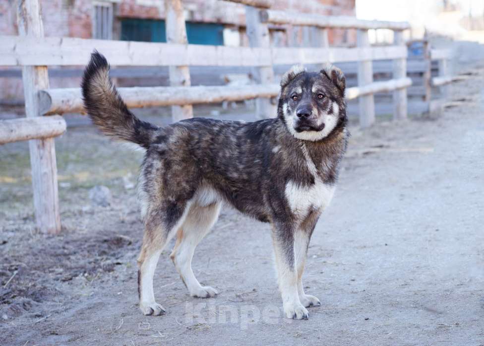 Собаки в Москве: Пёс, избежавший усыпления ищет дом! Мальчик, Бесплатно - фото 8